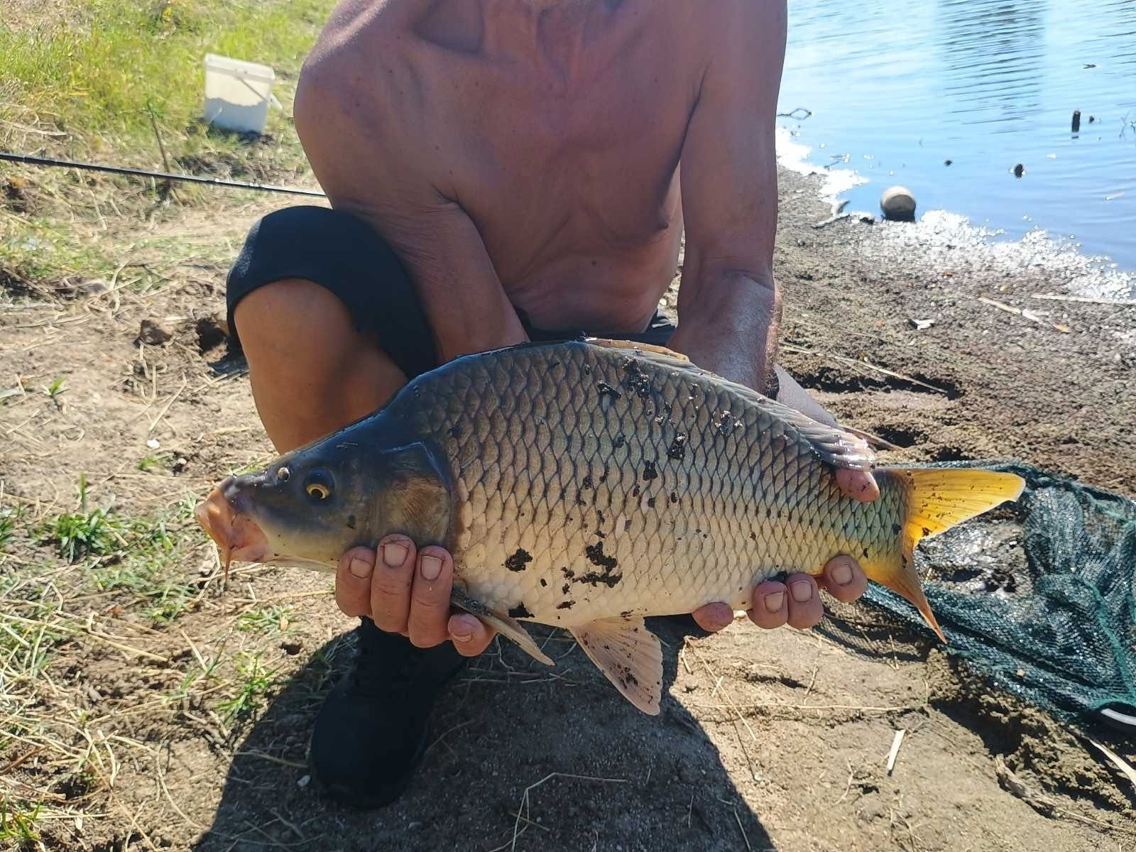 Шаран край водата