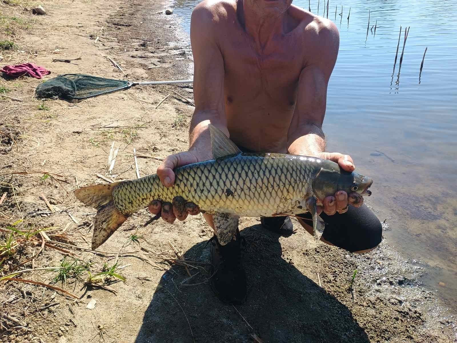 Шаран край водата